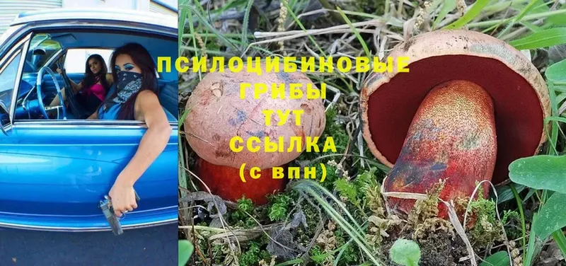 Галлюциногенные грибы Psilocybine cubensis  mega как зайти  Енисейск 